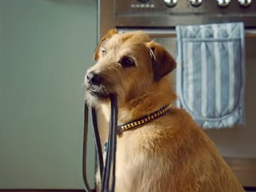 Sainsbury's Dog TV Advert