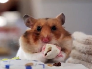  Subway Hamster Commercial