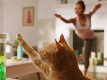 PetSmart Yoga Cat Commercial