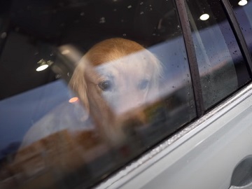Airbnb Golden Retriever Dog Commercial