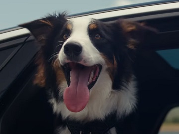 Volkswagen ID.7 Border Collie Dog on Leash Wanting Sausages Commercial / Advert 
