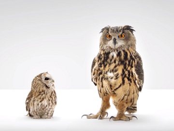 Wgu owl commercial